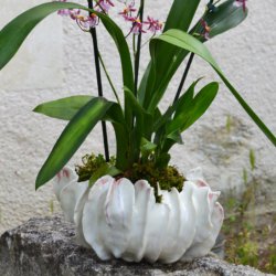 Oursin  Collection Doux Rêves